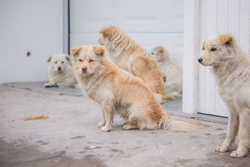 Homeless dogs on the street