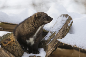 Obraz premium The fisher (Pekania pennanti) in winter 