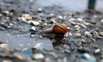 Snail crawling on a hard rock texture in nature; brown striped snail walking on the rocks in rainy day