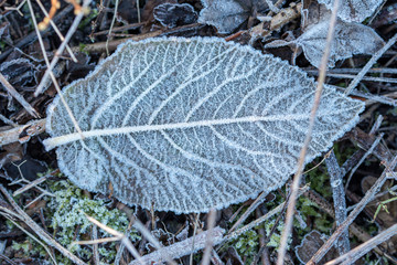 Leaf 1