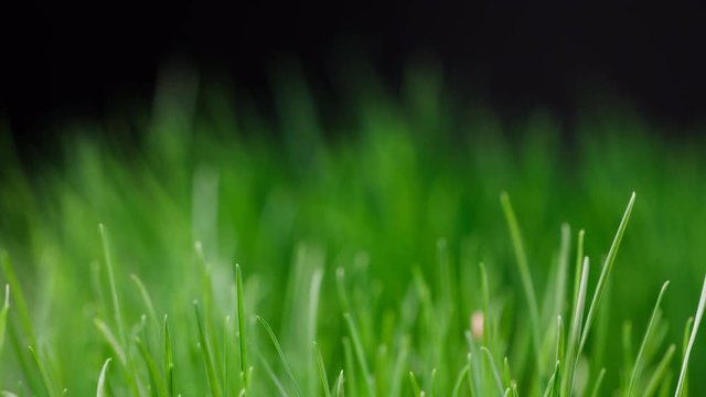 Zeitraffer gr&uuml;nes Gras das w&auml;chst