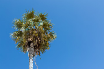 Fototapeta premium Carnauba palm in Campo Maior, Pi, Brazil