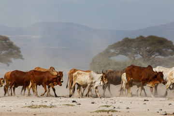Fototapeta premium Masai cow in amboseli national Park Kenia