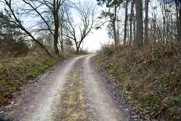 droga przez las