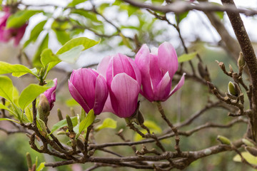 Magnolia flowers on tree freshness