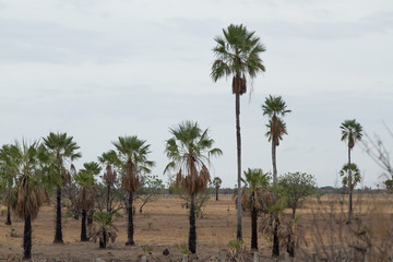 CARNAUBA PALM IN CAMPO MAIOR, PI, BRAZIL.