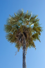 Naklejka premium Carnauba palm in Campo Maior, Pi, Brazil