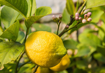 Lemon with leaves and flowers an tree in springtime