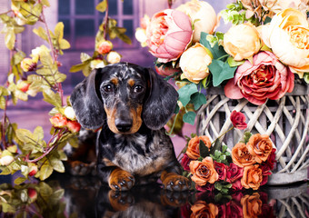 Dachshund dog portrait