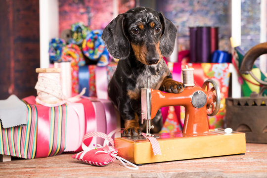 Dachshund in a tie and sewing machine, tailor for dogs Fashion designer