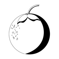 orange fruit icon image
