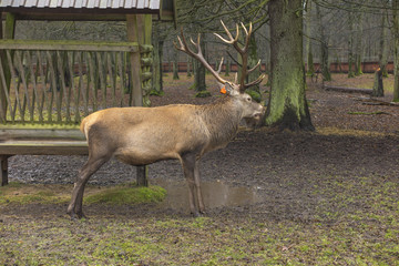 Deer with antlers during rainy weather in a fenced area. Bialowieza Forest, Poland