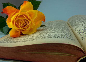 Rose auf alter Bibel