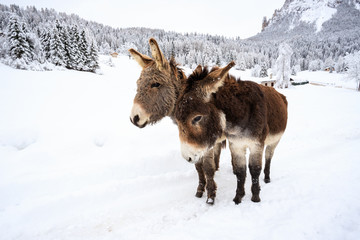 deux ânes sur la neige, à Val Canali, dans le parc naturel de Paneveggio - Dolomites
