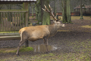 Deer with antlers during rainy weather in a fenced area. Bialowieza Forest, Poland