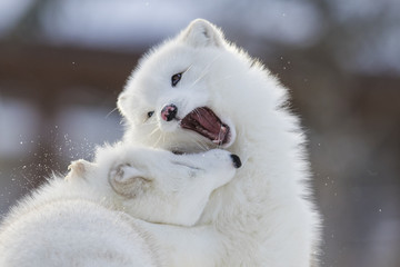 Arctic fox fighting in winter 