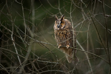 Asio otus. Expanded throughout Europe. Photographed in the Czech Republic. From Owl's Life. Nature. Owl. Beautiful owl photo. Owl on the tree. Free nature. The wild nature of the Czech Republic.