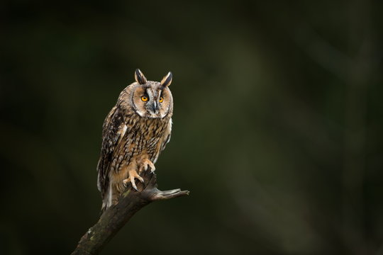 Asio otus. Expanded throughout Europe. Photographed in the Czech Republic. From Owl's Life. Nature. Owl. Beautiful owl photo. Owl on the tree. Free nature. The wild nature of the Czech Republic.