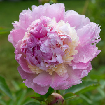 Fototapeta Beautiful pink peonies in the garden. Peony Angel Cheeks