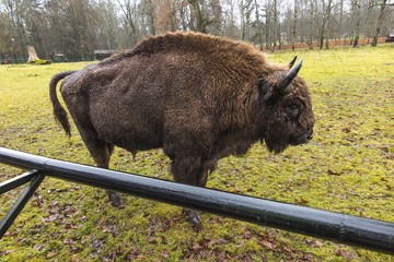 European Bison during rainy weather on a fenced area. Bialowieza Forest, Poland