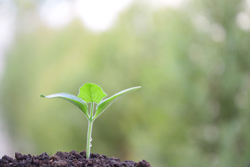 Growing green plant