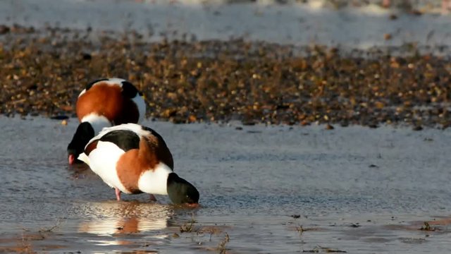 Shelduck, Common Shelduck, Tadorna tadorna