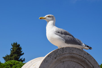 Seagull - closeup