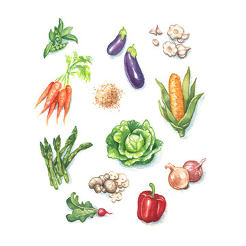 assorted farm fresh vegetables in hand painted watercolor illustration, set or collection of natural organic vegetable clip art, carrots, peas, egg plant, corn, salad ingredients,herbs, farm to table