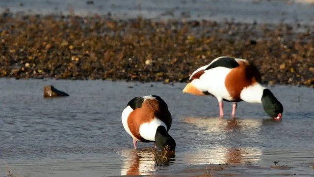 Shelduck, Common Shelduck, Tadorna tadorna