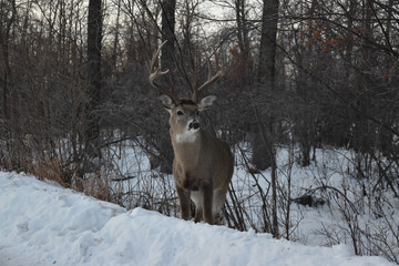 Lone Deer in Winter