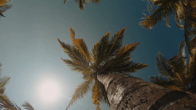 4K definition footage of rotating palm trees trunks with a bright sun background