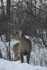 Obraz premium Lone Deer in Winter
