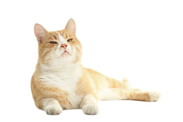 Ginger cat isolated on white background