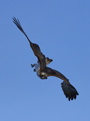 Osprey (Pandion haliaetus)