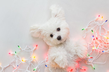 Maltese puppy wrapped in Christmas lights. - Powered by Adobe