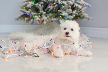 Maltese puppy wrapped in Christmas lights.