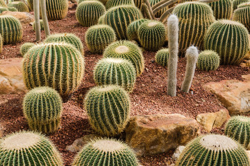 Cactus field background