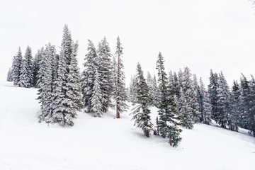 stormy trees