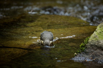 Cinclus cinclus. Photographed in Czech. Wild nature. Europe's wildlife. From bird life. Bird in the water. Beautiful picture.