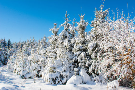 Winterlicher Wald mit schnee