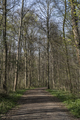 Obraz premium Pathway through a spring forest 