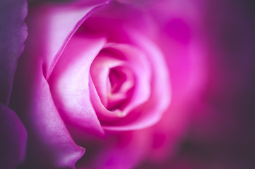 Close up sur l'intérieur d'une rose