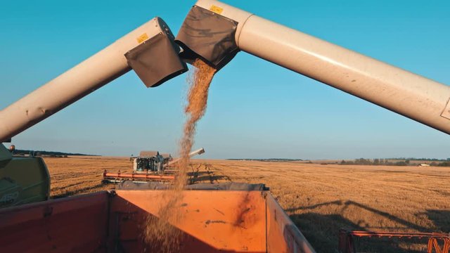 Loading hemp seeds into truck