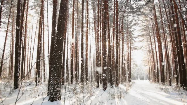 Walking in the woods, Steadicam shot, Sunlight makes its way through the thicket of tall pine trees, moving along white snow.