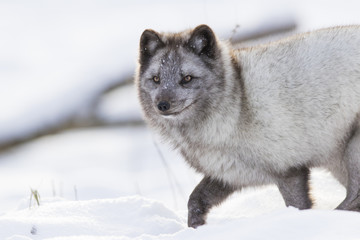 Hunting silver arctic fox 