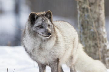 Hunting silver arctic fox 