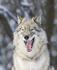Naklejka premium Timber wolf in winter 