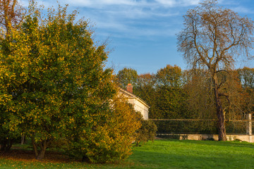 Autumn leaves and trees in Versailles park