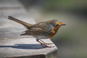 Robin red breast
