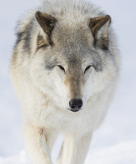 Fototapeta premium Timber wolf in winter 